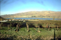  Central Otago Vineyard